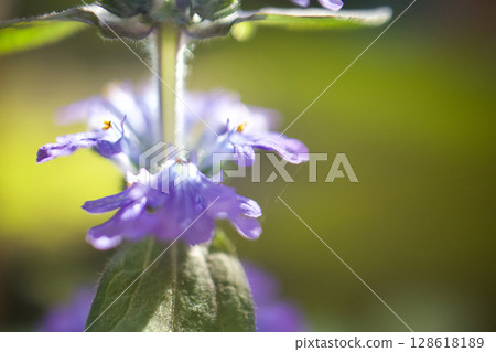 Ajuga flowers, whose flower language is "strong friendship," can be seen in late spring to early summer in a shady garden. Ajuga flowers, whose flower language is "strong friendship," can be seen in late spring to early summer in a shady garden. 128618189
