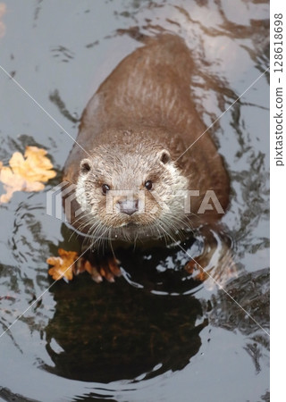 Adorable eurasian otter in autumn Adorable eurasian otter in autumn 128618698