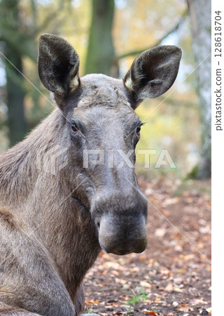 Beautiful eurasian moose in autumn 128618704