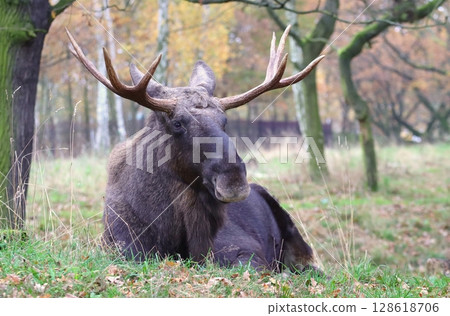 Beautiful eurasian moose in autumn 128618706
