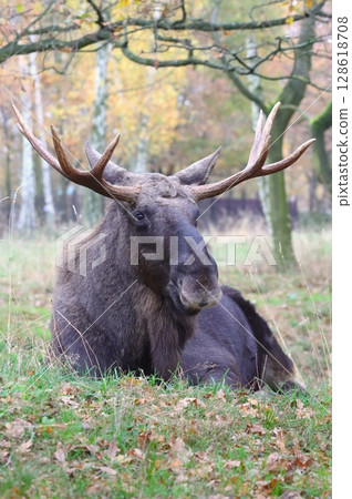 Beautiful eurasian moose in autumn 128618708