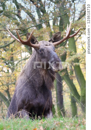 Beautiful eurasian moose in autumn Beautiful eurasian moose in autumn 128618710