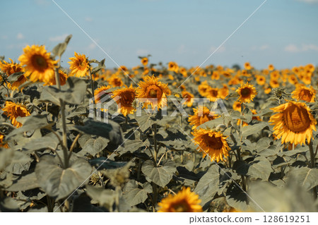 A field of yellow sunflowers, slow motion. The sun is shining, summer is warm. 128619251