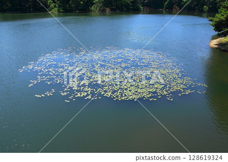 [Aomori City, Aomori Prefecture] Floating plants at Lake Nogiwa 128619324