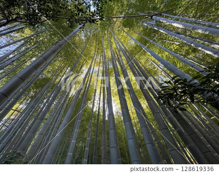 我抬頭看著竹林 我抬頭看著竹林 128619336