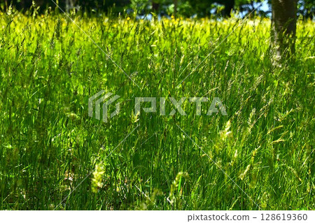 [Aomori City, Aomori Prefecture] Weeds in Nogikazu Park 128619360