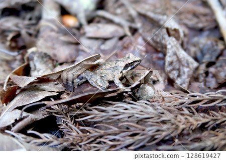 青蛙偽裝成落葉 128619427