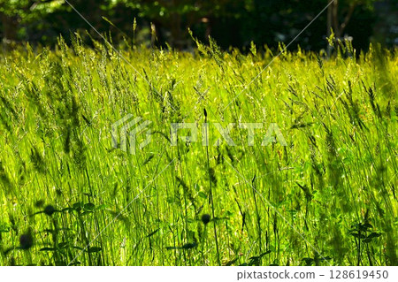 [青森縣青森市]乃木一公園的雜草 128619450