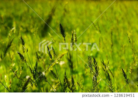 [青森縣青森市]乃木一公園的雜草 128619451