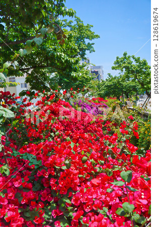 [Shizuoka Prefecture/Atami City] Bougainvillea blooming on the Itoigawa Promenade 128619674