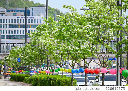 Nanjamonja street tree (Hydrangea moniliforme) 128619675