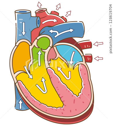 心臟橫切面的插圖 128619704