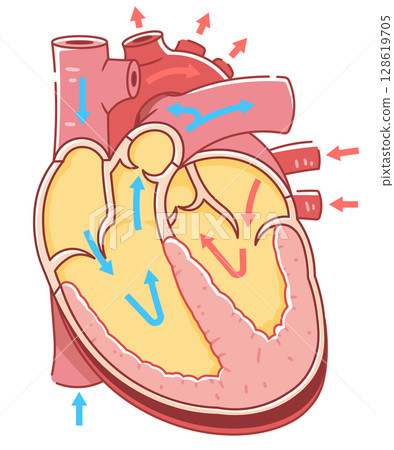 心臟橫切面的插圖 128619705