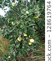 Green  sweet and sour apples hanging on branches in  garden 128619764