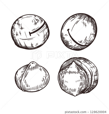 A set of vector illustrations. Macadamia nut, whole nut, shelled nut, inshell nut. Vector illustration hand-drawn with ink. For printing on food packaging, cosmetics, tableware. Vector illustration A set of vector illustrations. Macadamia nut, whole nut, shelled nut, inshell nut. Vector illustration hand-drawn with ink. For printing on food packaging, cosmetics, tableware. Vector illustration 128620004