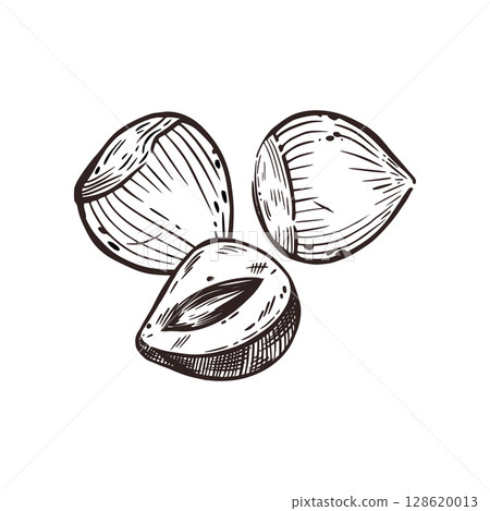 Vector illustration of walnut, hazelnut or hazelnut hand-drawn in ink. Vector illustration is suitable for printing on product packaging, cosmetics, tableware design, and kitchen textiles.  128620013