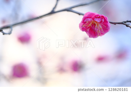 Spring snow and japonica Spring snow and japonica 128620181