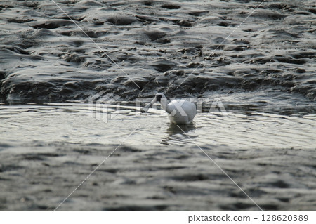Arao City Port Wild Birds, Arao City Port Wild Birds, 128620389