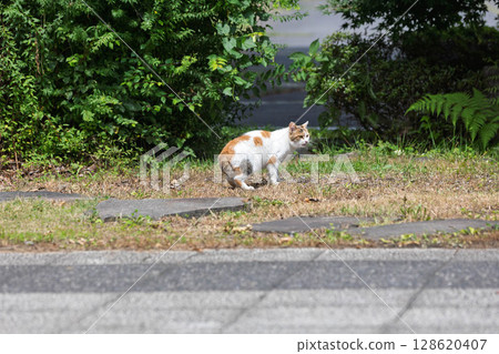 印花佈在公園裡 印花佈在公園裡 128620407