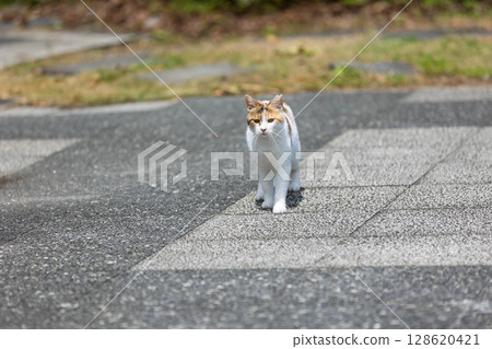 Calico in the park 128620421