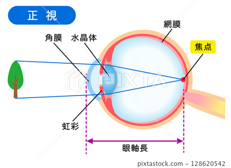 眼睛的結構、正常視力、視力 128620542