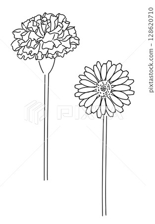 Marigold (calendula) hand-drawn line drawing illustration 07 128620710