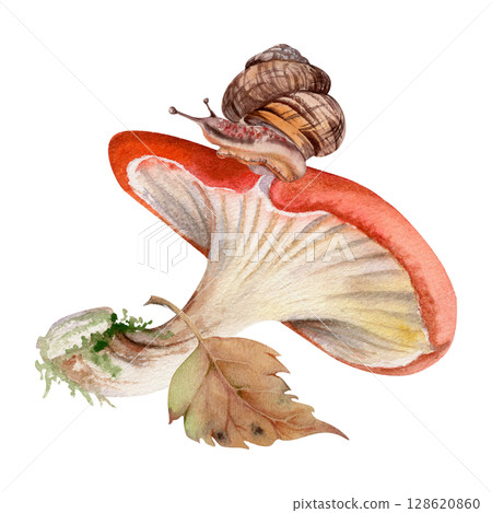 Russula cortinarius webcap mushroom, crawling snail on cap, fallen autumn leaf. Forest floor, backyard garden scene. Fungi natural illustration hand drawn in watercolor. Herbarium, foraging journals 128620860