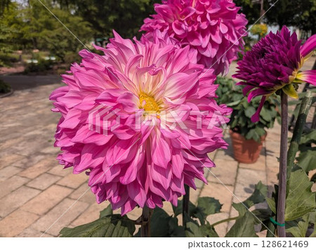 Bright pink dahlia flower - large flower blooming in a summer garden 128621469