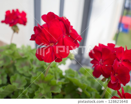 Vibrant Red Geranium Flowers Vibrant Red Geranium Flowers 128621648