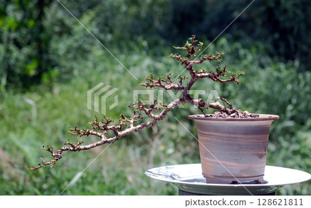 Sam nui,Antidesma acidum bonsai tree in clay pot made from stoneware..Remove the leaves to reduce water loss. Sam nui,Antidesma acidum bonsai tree in clay pot made from stoneware..Remove the leaves to reduce water loss. 128621811