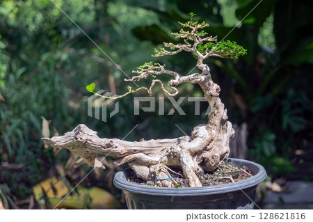 Trim off some of the leaves of the Taiwanese Premna bonsai. Trim off some of the leaves of the Taiwanese Premna bonsai. 128621816