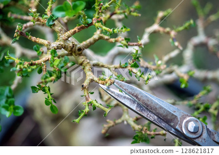 Taiwan Premna Bonsai Leaf Pruning,selective focus 128621817