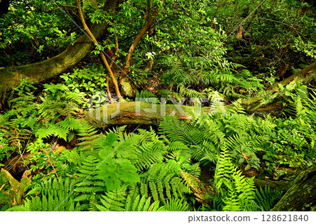 杉澤的澤杉，條紋現象，澤杉 128621840