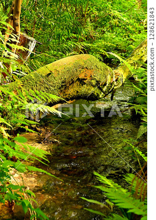 Sugisawa's cedars, streaking phenomenon, cedars, swamp Sugisawa's cedars, streaking phenomenon, cedars, swamp 128621843