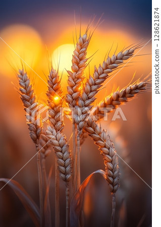 Golden ears of wheat swaying gently sunlit field, their grains full and ripe, creating a sense of abundance and harvest season 128621874
