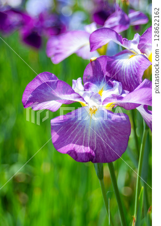 葛飾區堀切菖蒲花園的菖蒲（東京都） 128622162