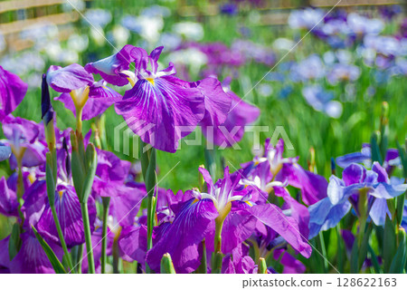 The irises at Horikiri Iris Garden in Katsushika Ward: A vibrant landscape of irises that evokes the atmosphere of Edo. The irises at Horikiri Iris Garden in Katsushika Ward: A vibrant landscape of irises that evokes the atmosphere of Edo. 128622163