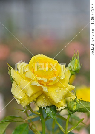 黃玫瑰 黃玫瑰 128622579