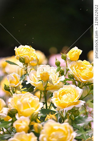 黃玫瑰 128622622