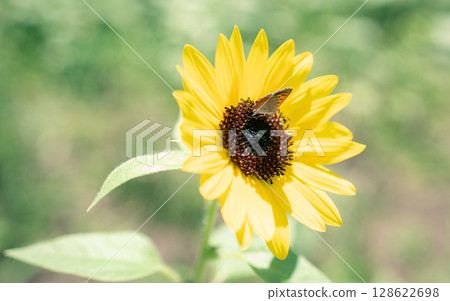 夏天花向日葵 夏天花向日葵 128622698