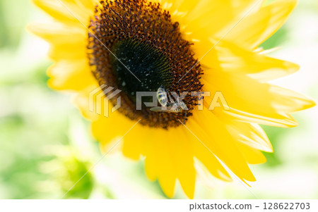 夏天花向日葵 128622703