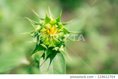 夏季花卉：向日葵花蕾 128622704