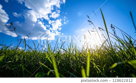 Summer sunlight shining into the grassland 1 128622812