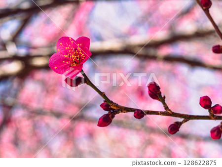 Plum Blossoms 3-8 128622875