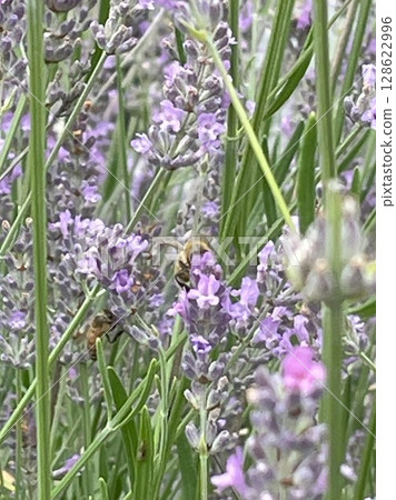 Bees and flowers 128622996