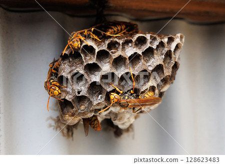 Ashigari bashi and nest 128623483