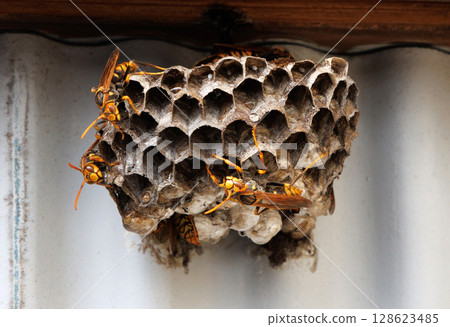 Ashigari bashi and nest 128623485