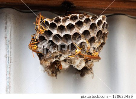 Ashigari bashi and nest 128623489