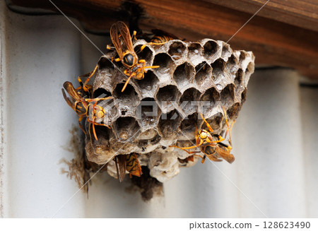 Ashigari bashi and nest 128623490