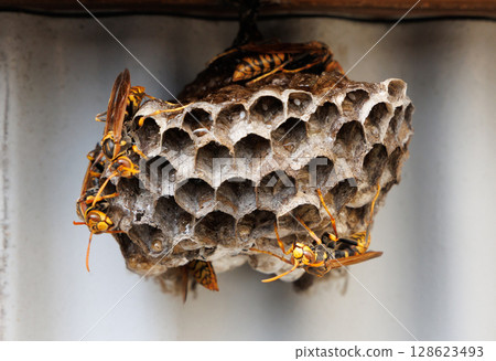 Ashigari bashi and nest 128623493